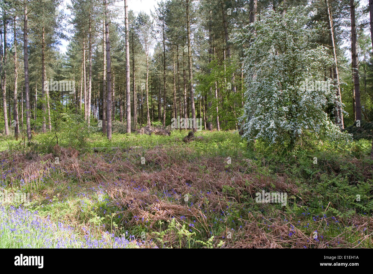 Kommerzielle Kiefernwald Stockfoto