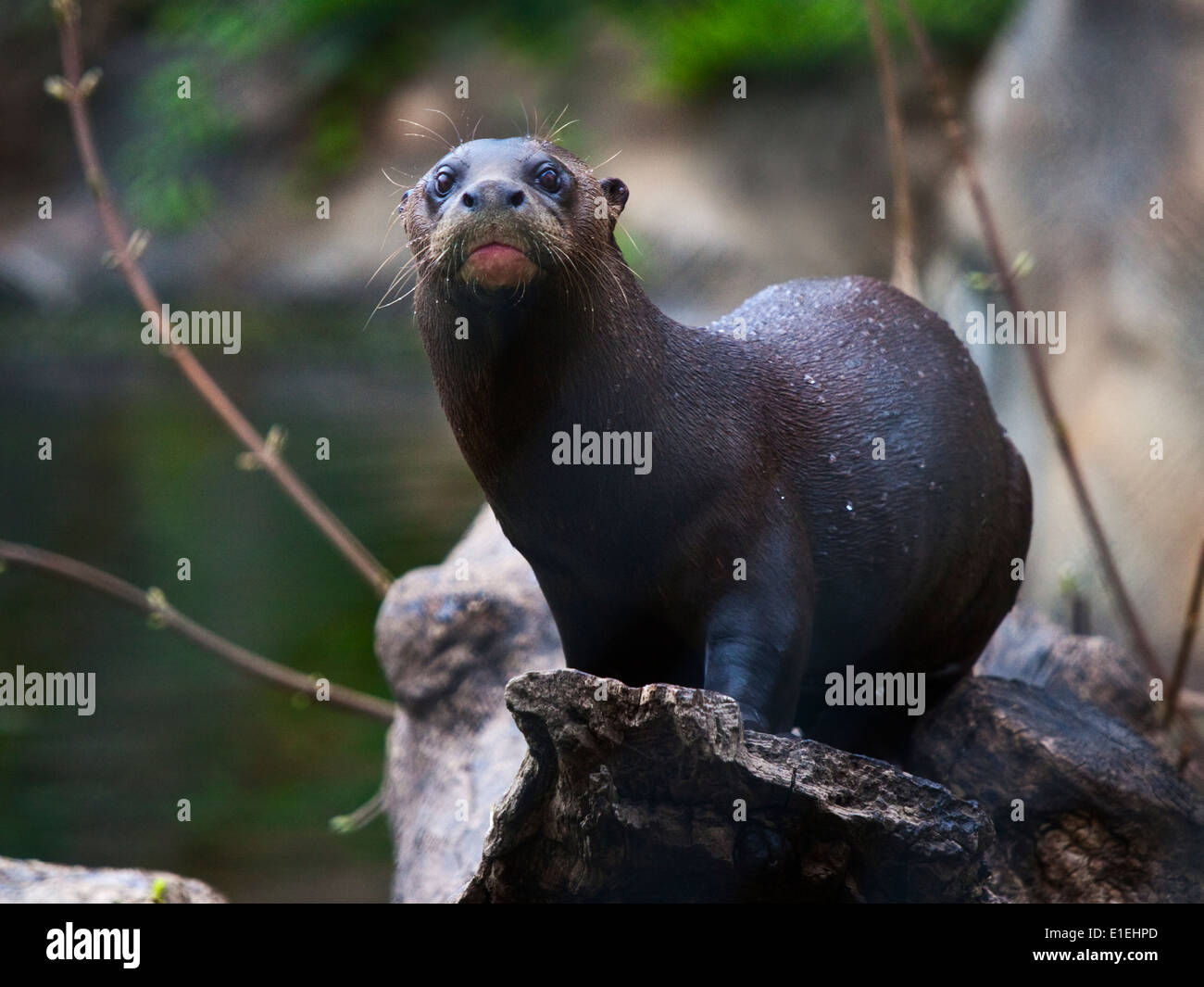 Riesenotter (Pteronura Brasiliensis) Stockfoto