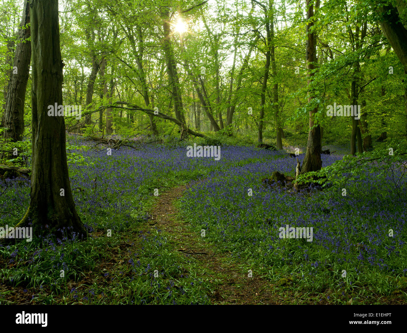 Bluebell Holz Stockfoto