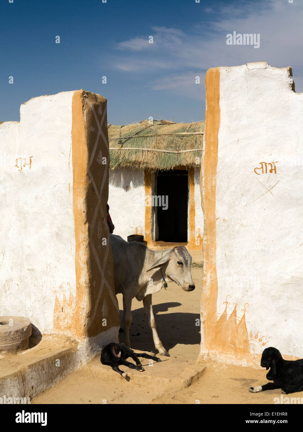 Indien, Rajasthan, Jaisalmer, Kuh im Eingang zur Wüste Thar Haus zusammengesetzten Stockfoto