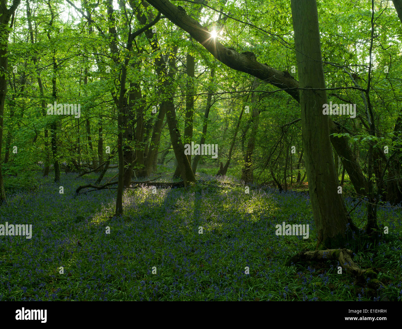 Bluebell Holz Stockfoto