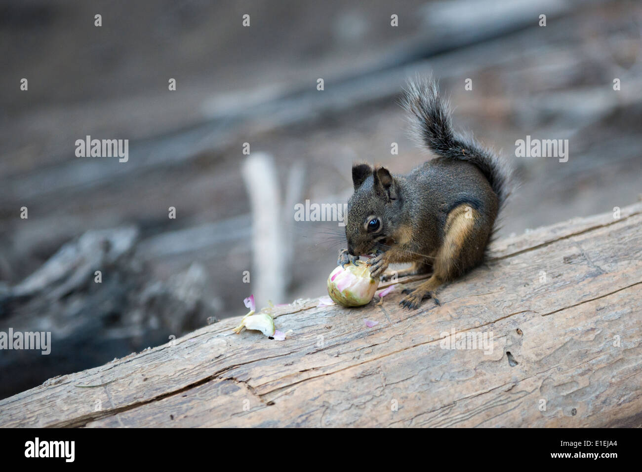 Östlichen Fuchs, Eichhörnchen in den Redwood Forest, Kalifornien Stockfoto