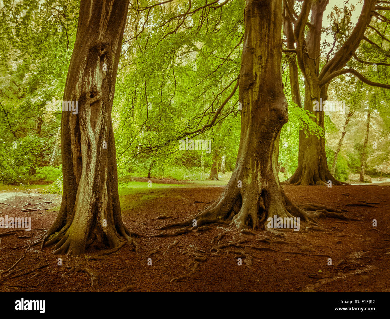 Geheimnisvolle Bäume in den Wäldern auf der Suche Stockfoto