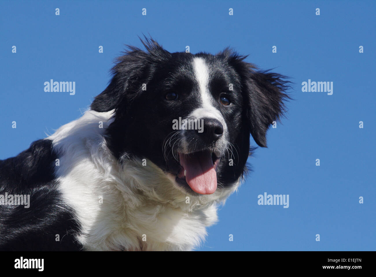 Border Collie Porträt am Blauen Himmel Stockfoto