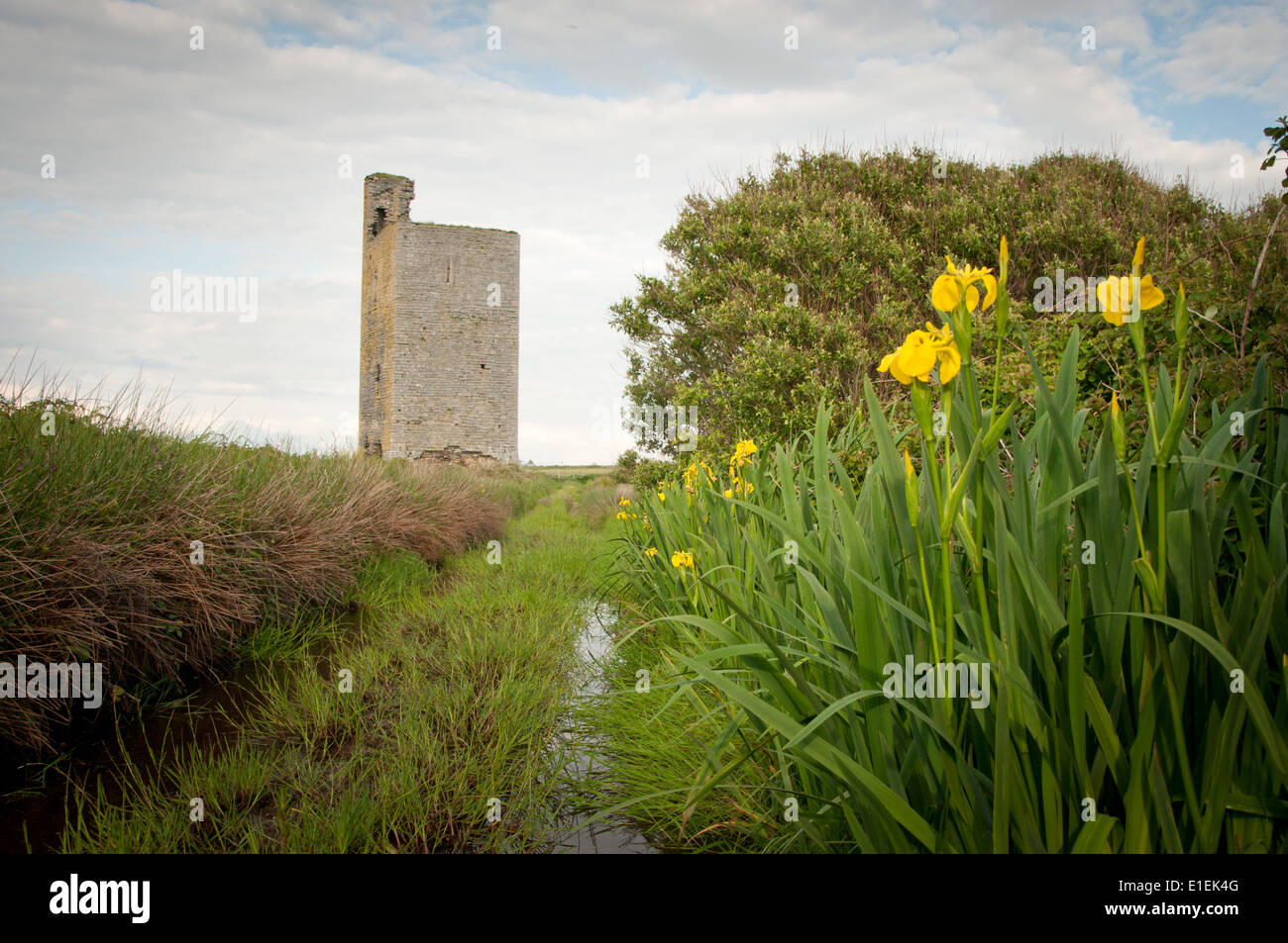 Schlossturm am Ende des Boggy Lane mit gelben Blüten der Hecke in County Clare, Irland Stockfoto