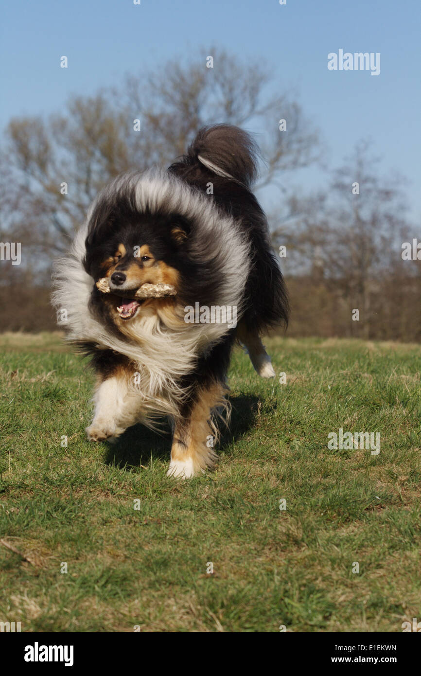 Collie, ausgeführt mit Stick, holen Sticks, Collie, Rennt Mit Lager, Stöckchen holen Stockfoto