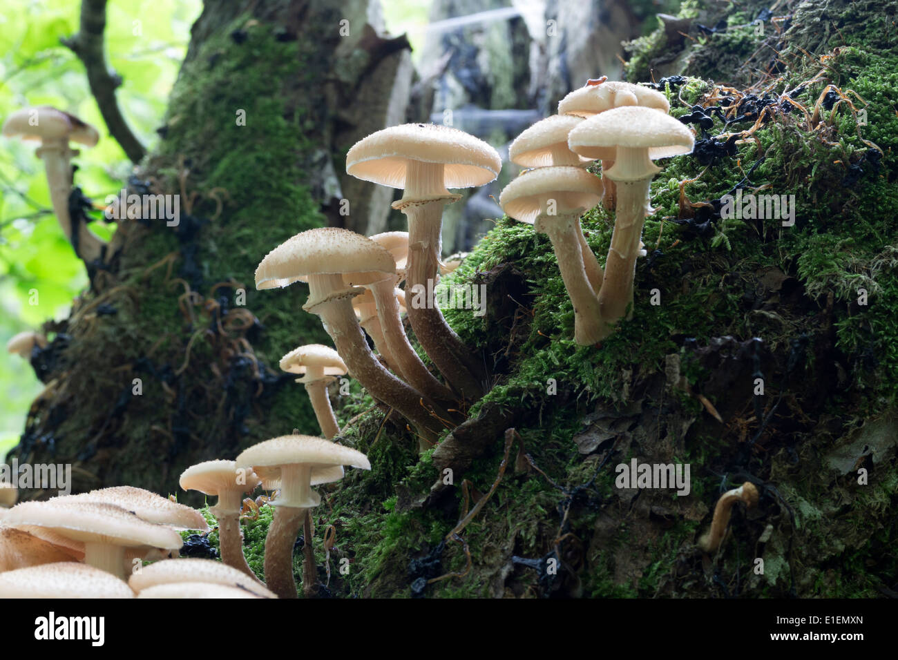 Fruchtkörper des Armillaria sp von Pilzen wächst aus Moos bedeckt Baumstumpf UK Stockfoto
