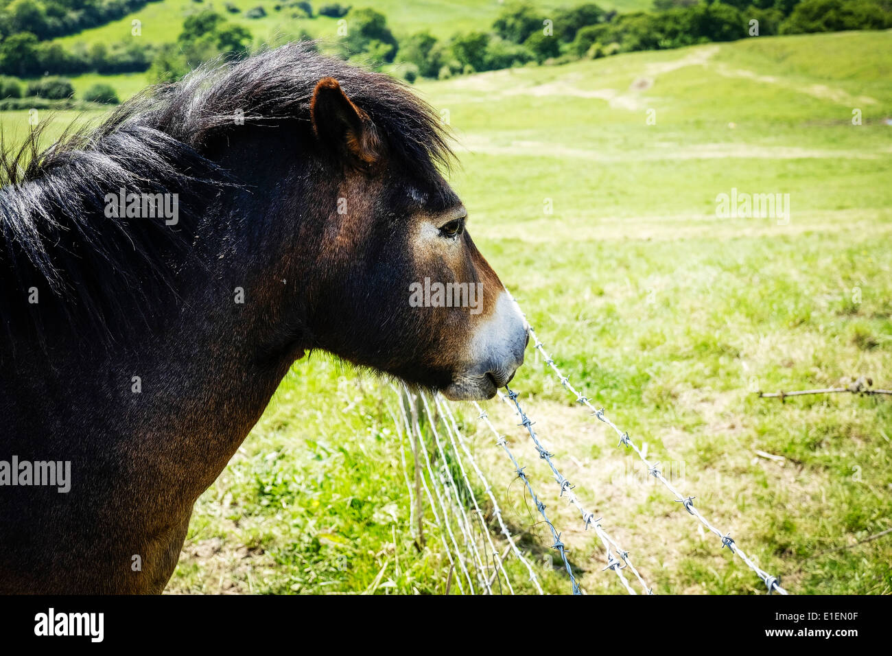 Ein Dartmoor Pony. Stockfoto