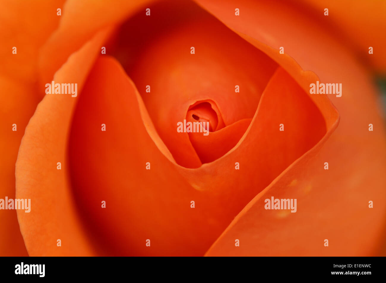 Makro des Zentrums von einer gefalteten orange rose Knospe Stockfoto