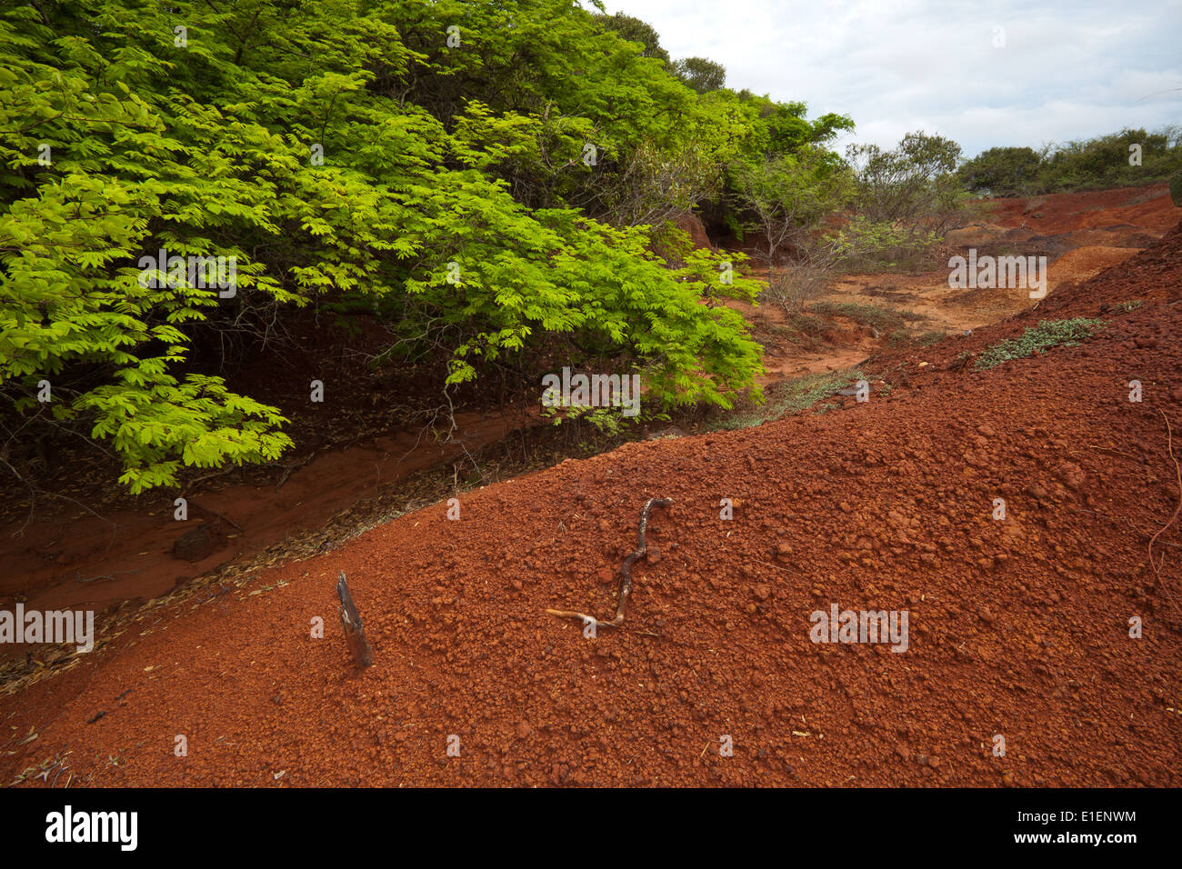 Landschaft in Sarigua Nationalpark (Wüste) in der Provinz Herrera, Republik von Panama. Stockfoto