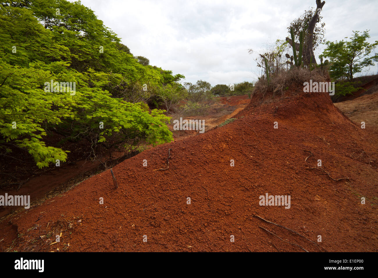 Landschaft in Sarigua Nationalpark (Wüste) in der Provinz Herrera, Republik von Panama. Stockfoto