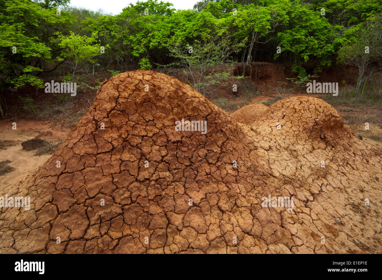 Landschaft in Sarigua Nationalpark (Wüste) in der Provinz Herrera, Republik von Panama. Stockfoto