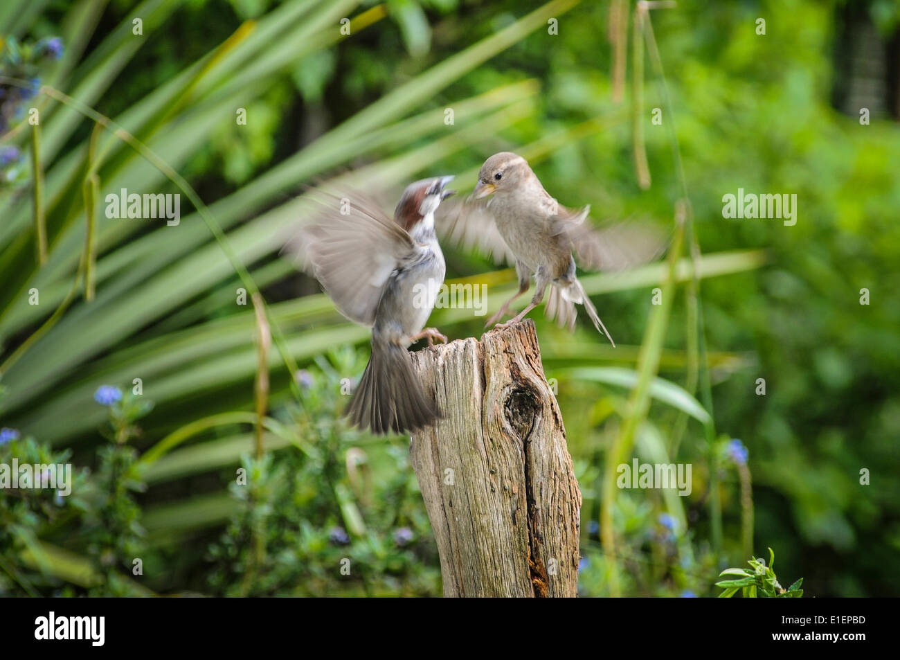 Breite Eiche, Heathfield, East Sussex, UK.2 Juni 2014.Sparrows Kampf um Mahlzeit Wurm versteckt in einem alten Zaun-Post. Diese beiden nehmen auf die Tanzfläche. Fressattacke jetzt, um neue Jungtiere füttern. Einige interessante Flug-Studien. David Burr/Alamy Live-Nachrichten Stockfoto