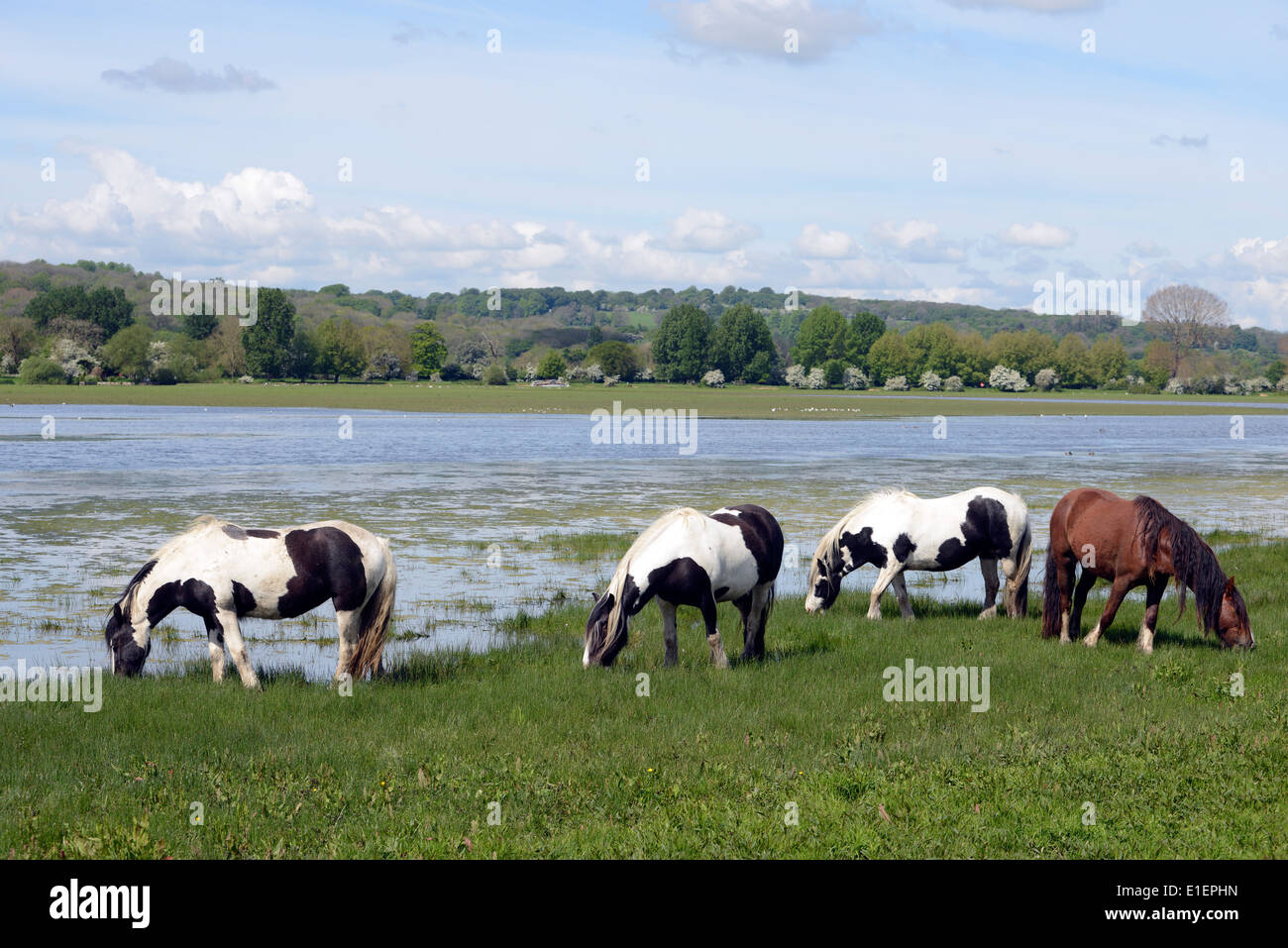 Vanner Pferde weiden Frühjahr Rasen auf Port Wiese, Oxford Stockfoto