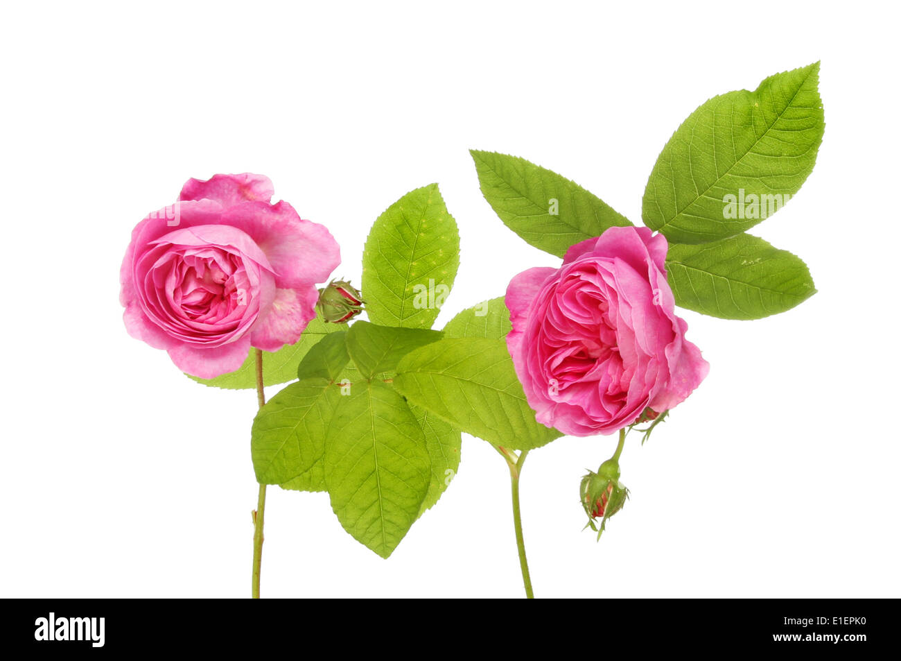 Zwei Magenta rose Blumen und Laub isoliert gegen weiß Stockfoto