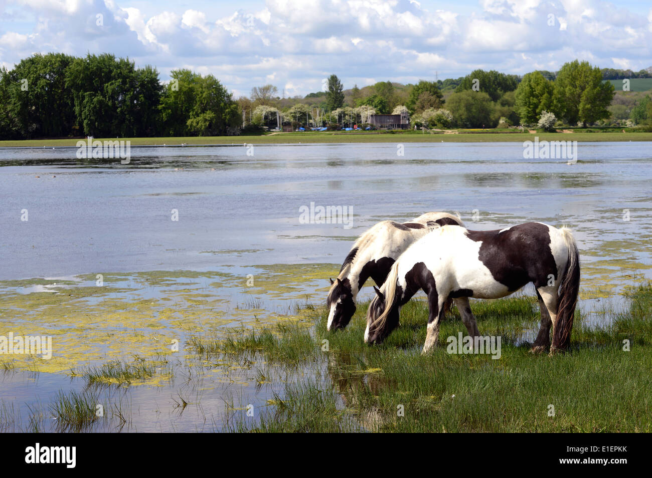 Vanner Pferde weiden Frühjahr Rasen auf Port Wiese, Oxford Stockfoto