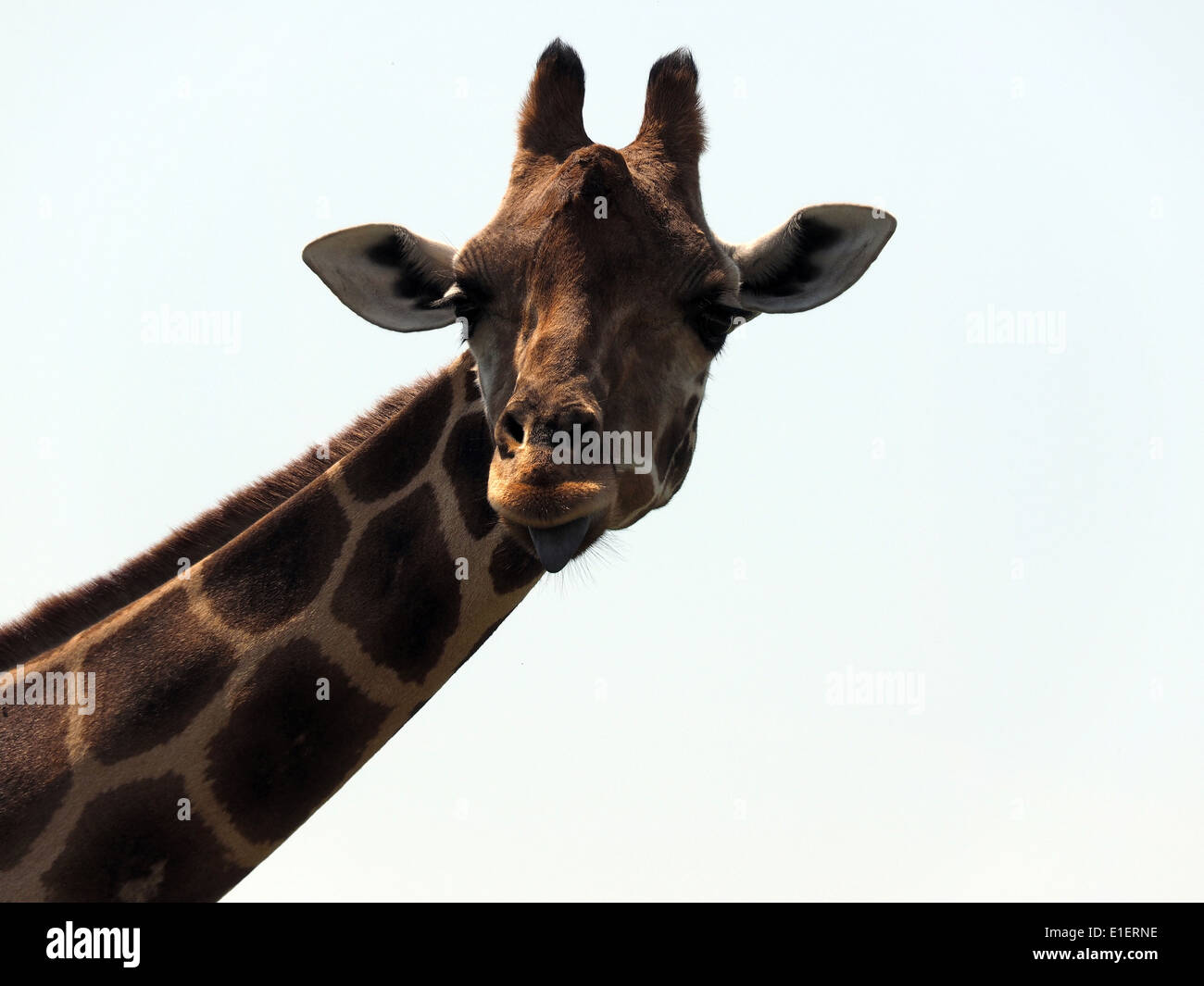Lustige Giraffe seine Zunge aus seinem Maul Stockfoto