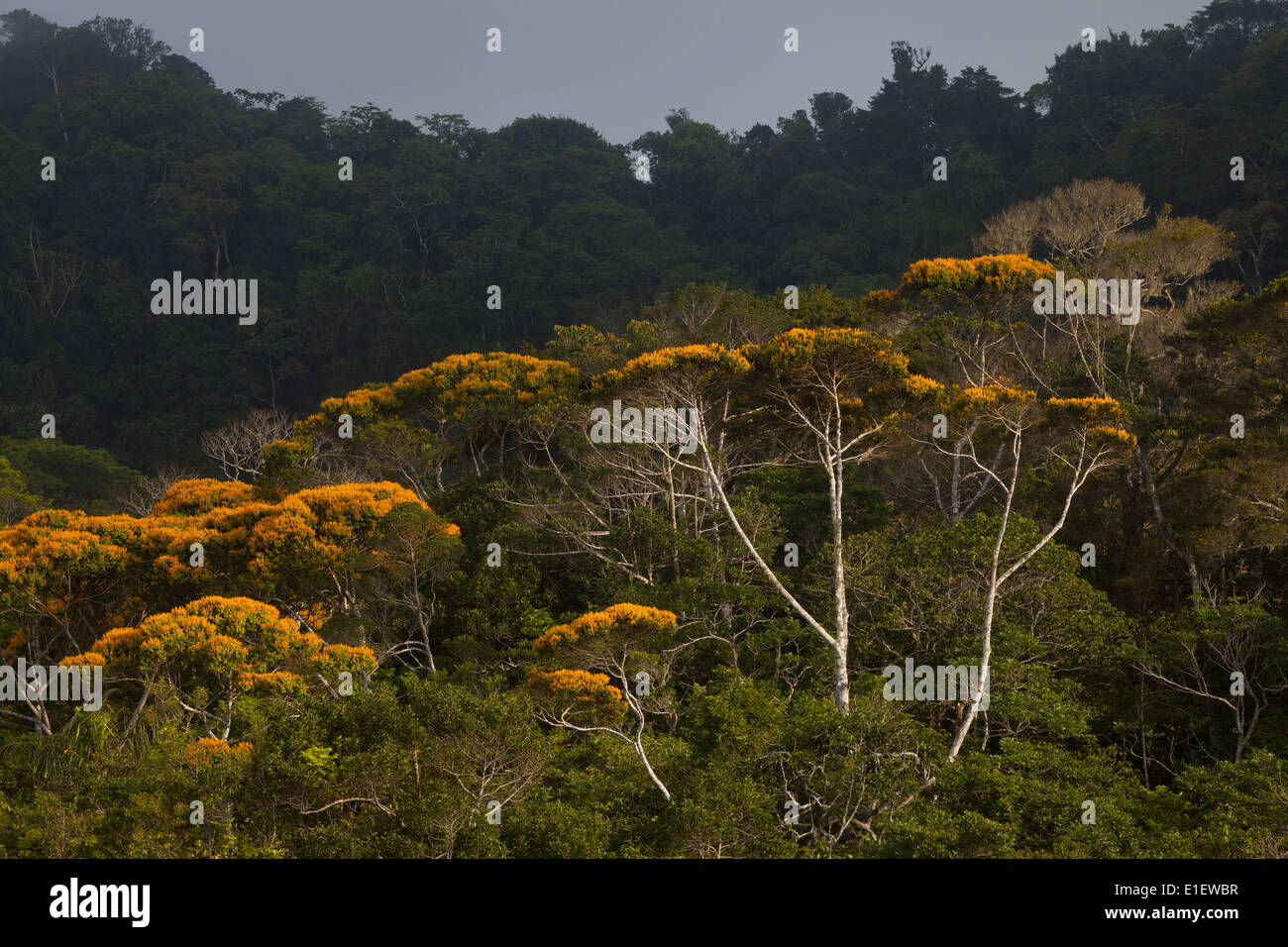 Mai Blütenbäumen in Altos de Campana Nationalpark, Provinz Panama, Republik von Panama. Stockfoto