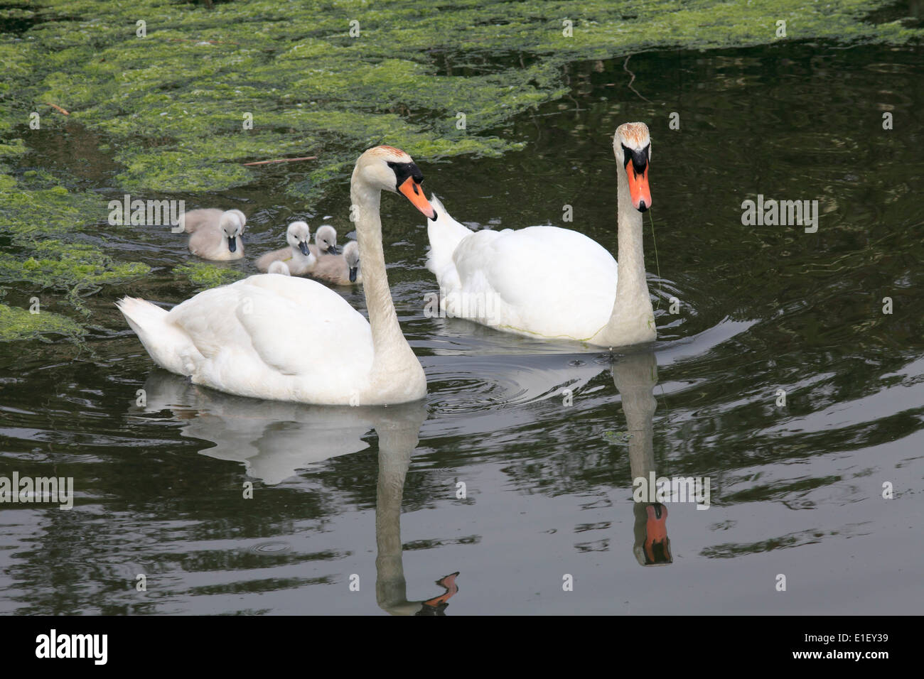 UK, Wales, Cardiff, Bay, Wetlands Reserve, Schwäne, Cygnets, Stockfoto