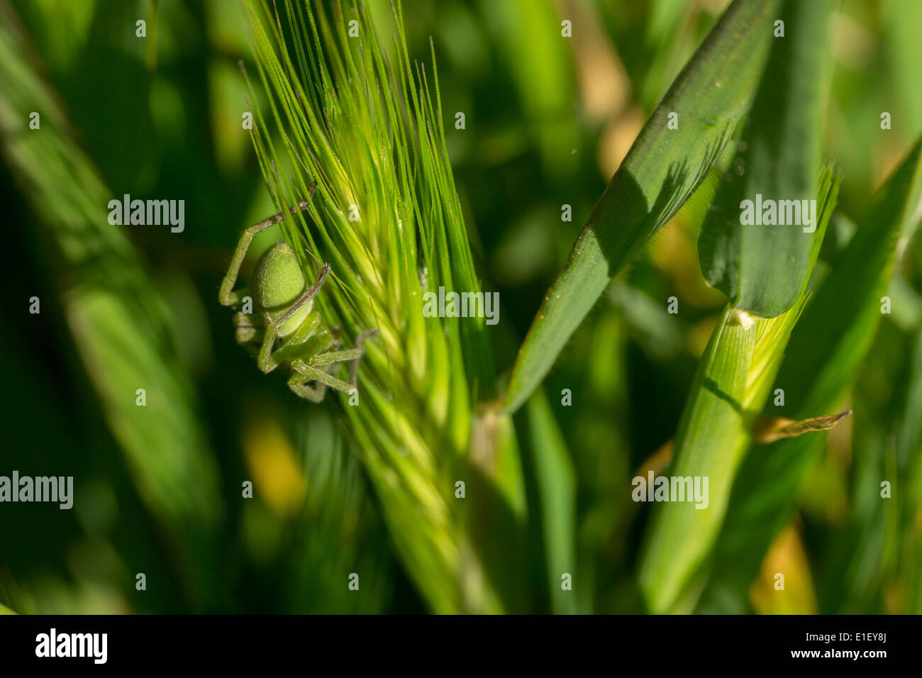 Eine grüne Spinne absteigend Gerste Stockfoto