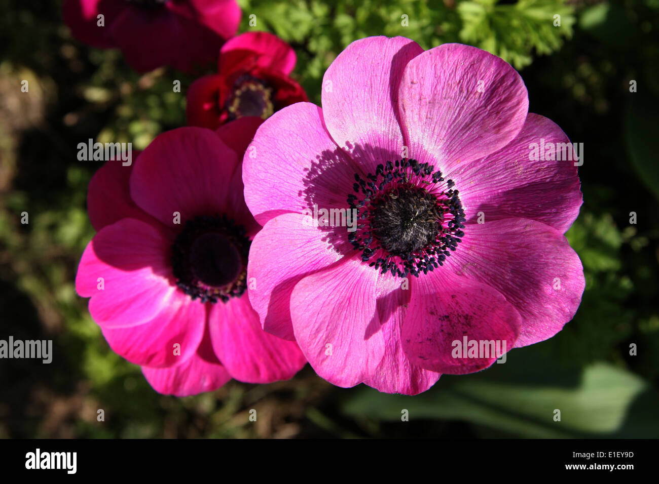 Rosa anemone Stockfoto