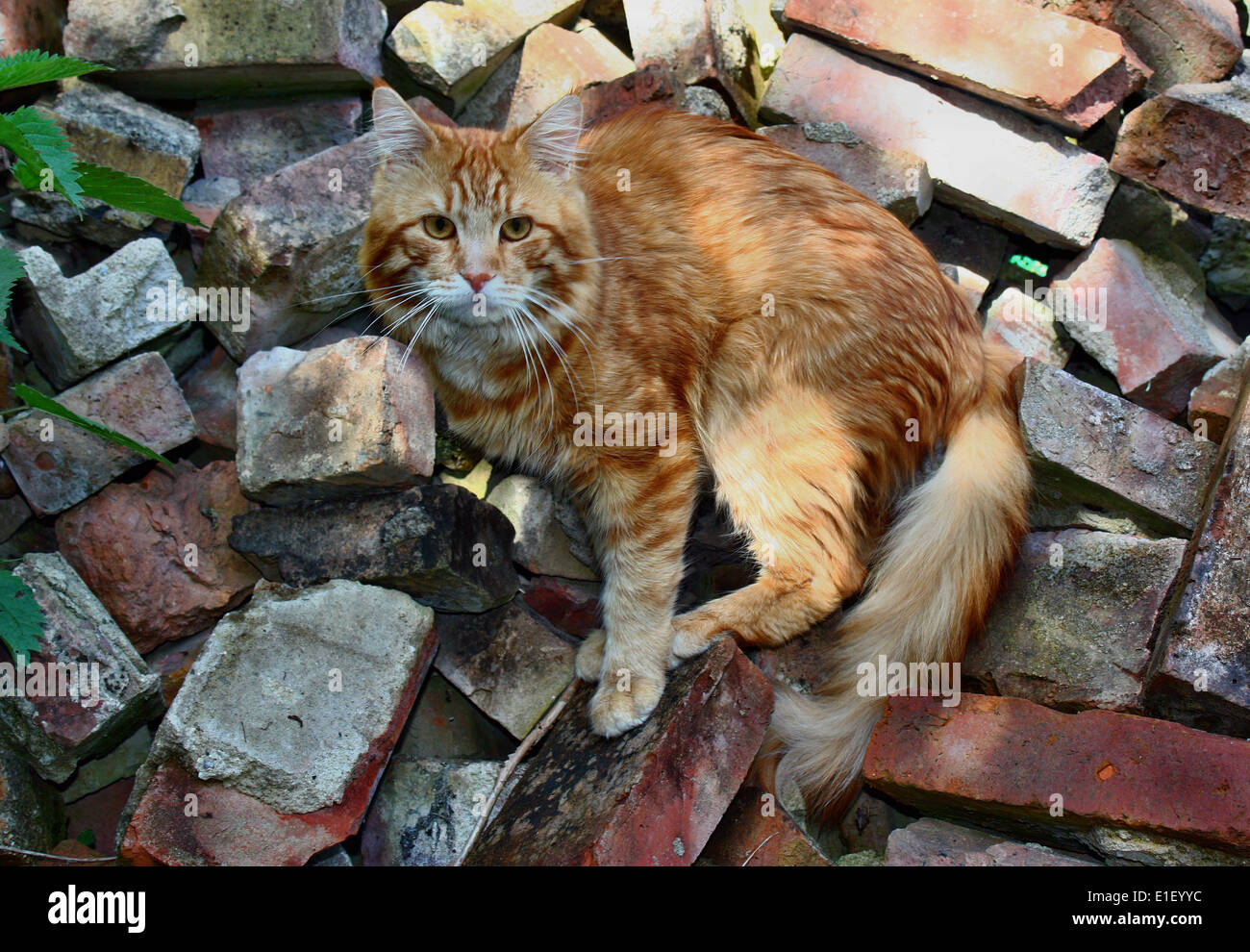 Rote Katze stehend auf einem waffenstarrenden auf Schutt Backsteine Stockfoto