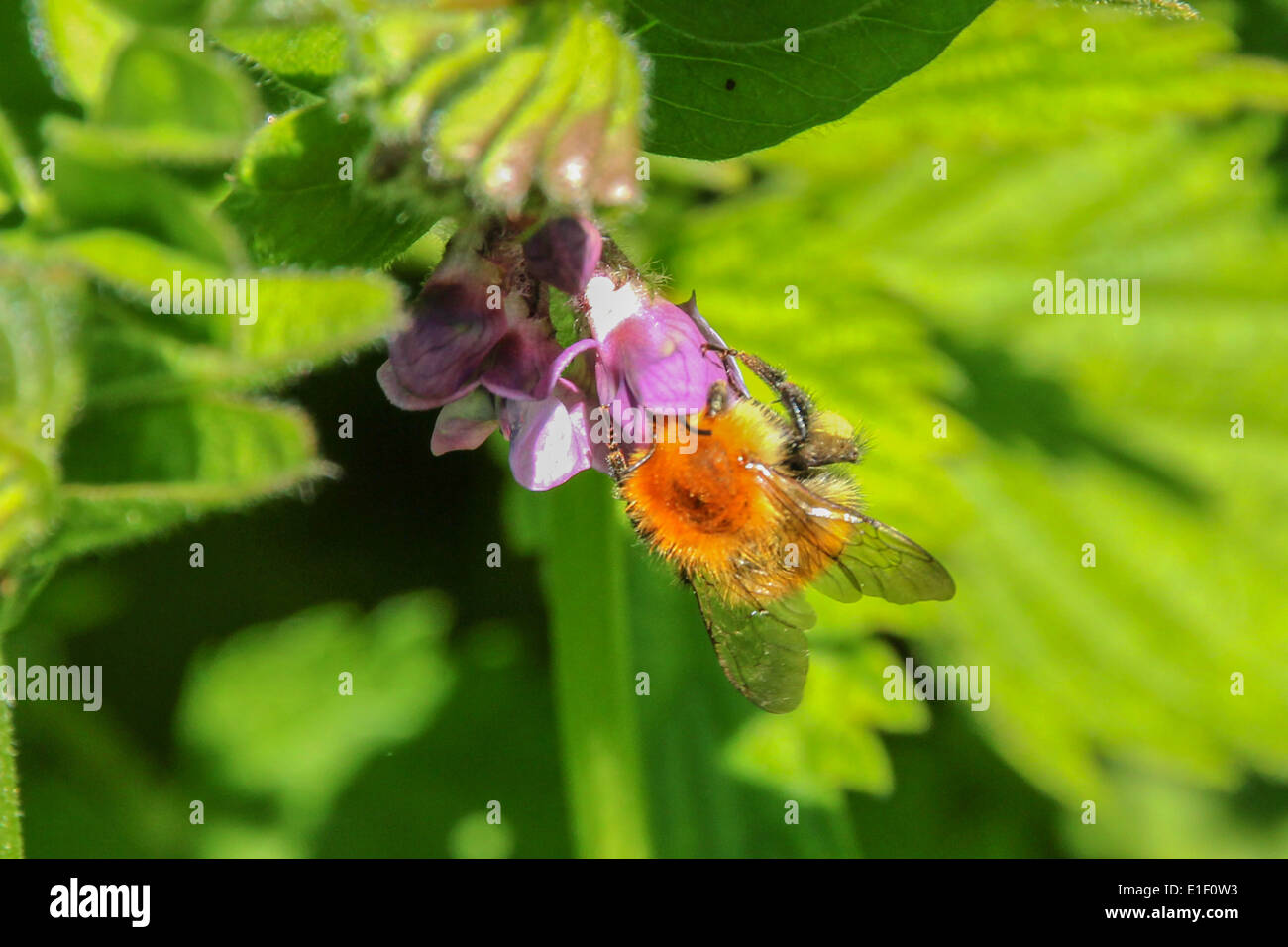 Eine männliche frühen Hummel auf einer Wildpflanze Stockfoto