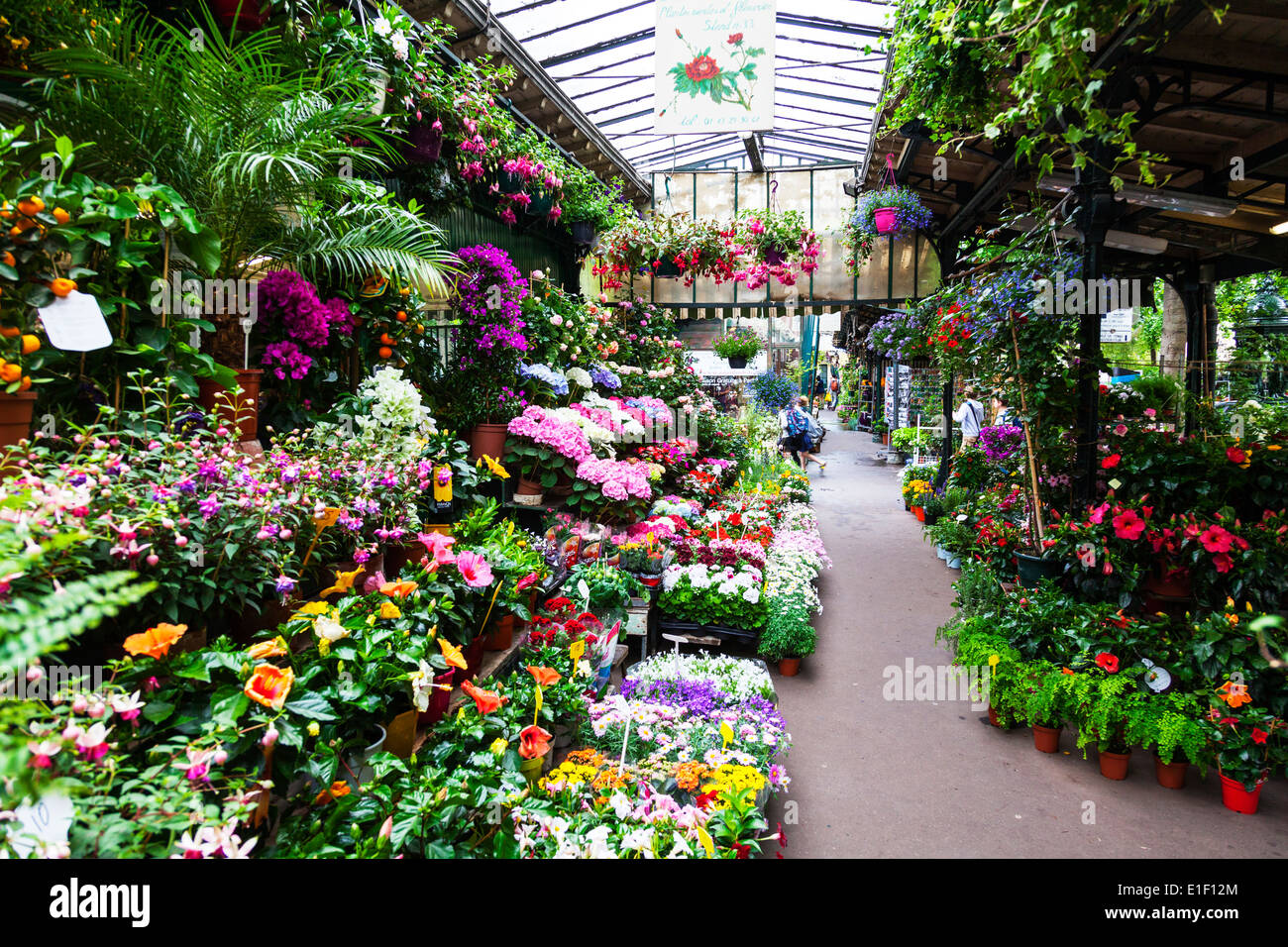 Paris, die Inselstadt, Blumenmarkt, Ile De La Cité, Marché Aux Fleurs, Frankreich Stockfoto