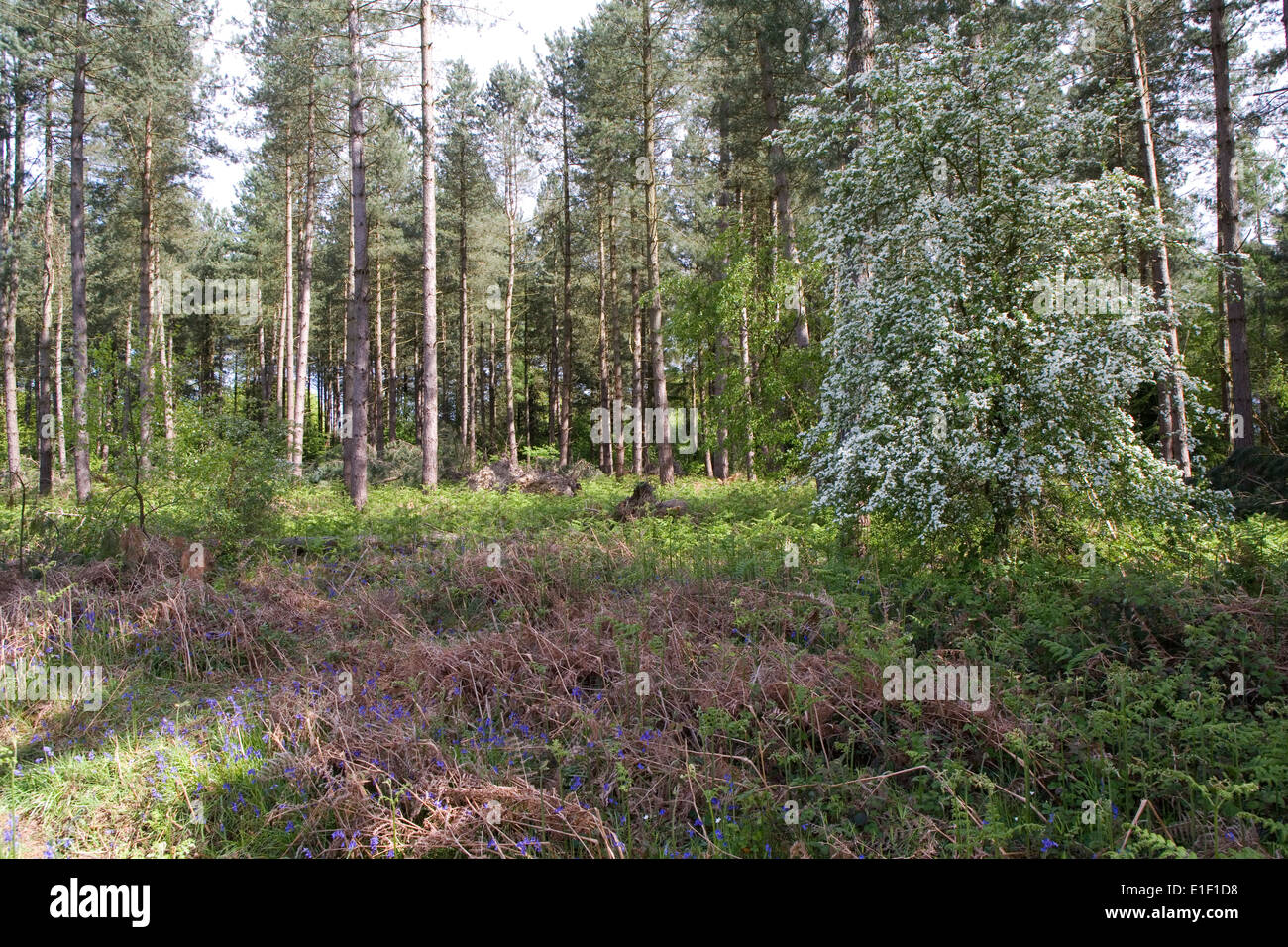 Kommerzielle Kiefernwald Stockfoto