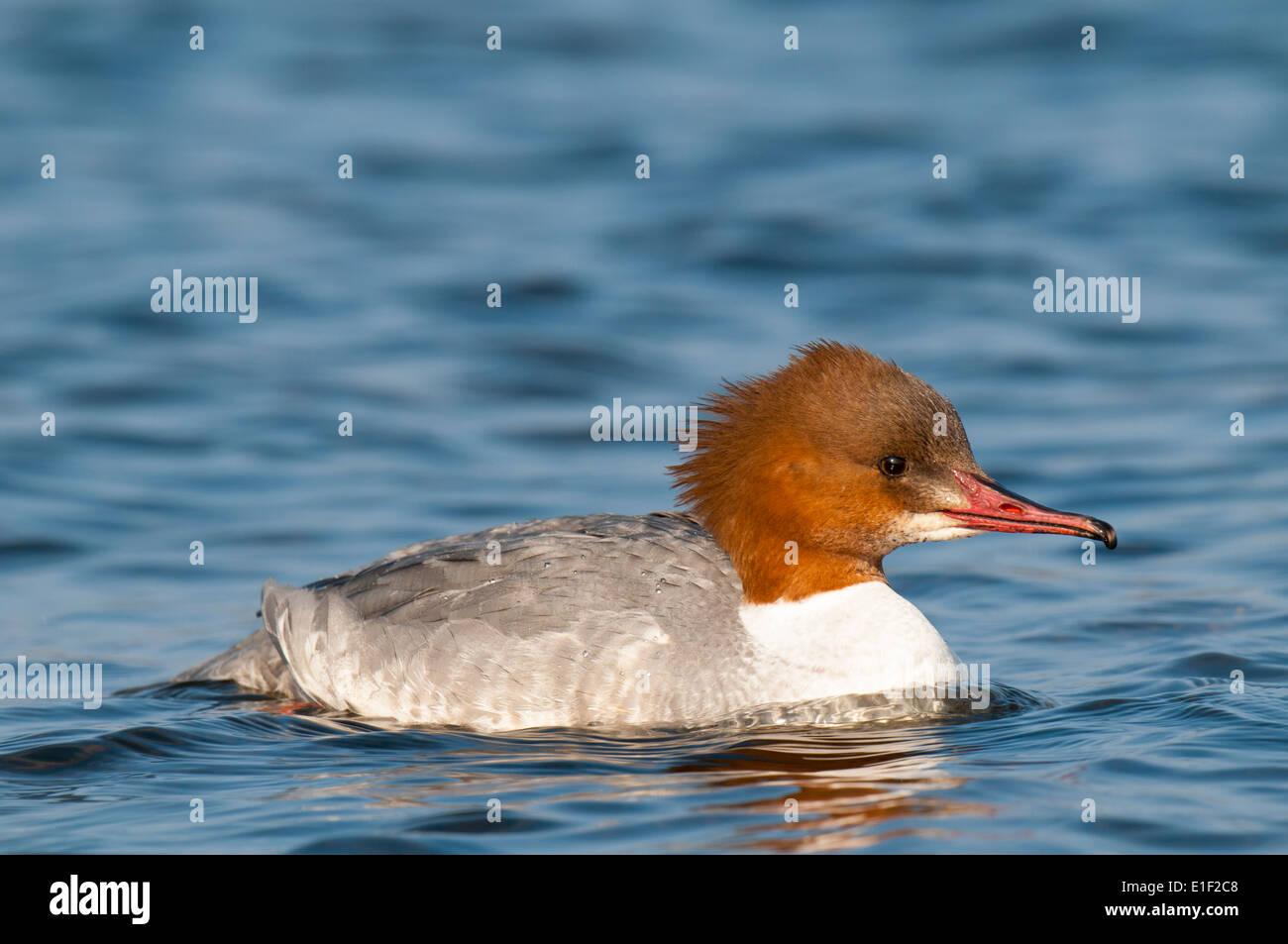 Gänsesäger (Mergus Prototyp) erwachsenes Weibchen Schwimmen im Fahrwasser von Llyn Padarn in Llanberis, Nordwales. Februar. Stockfoto