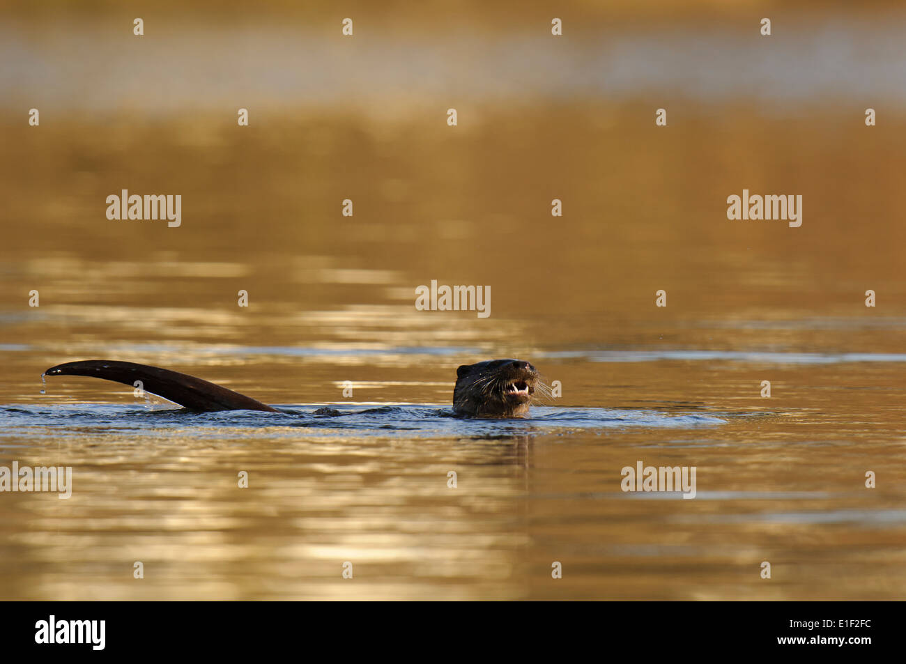 Fischotter (Lutra Lutra) erwachsenen männlichen Schwimmen im Fluss Lune mit seinem Kopf und Schweif aus dem Wasser, Mund öffnen, zeigt Zähne Stockfoto