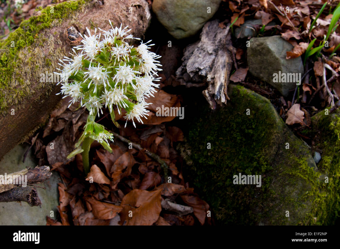 Weiße Buuterbur (Petasites Albus) Blüte im Wald am Ufer des Lake Windermere im Lake District National Park. Stockfoto