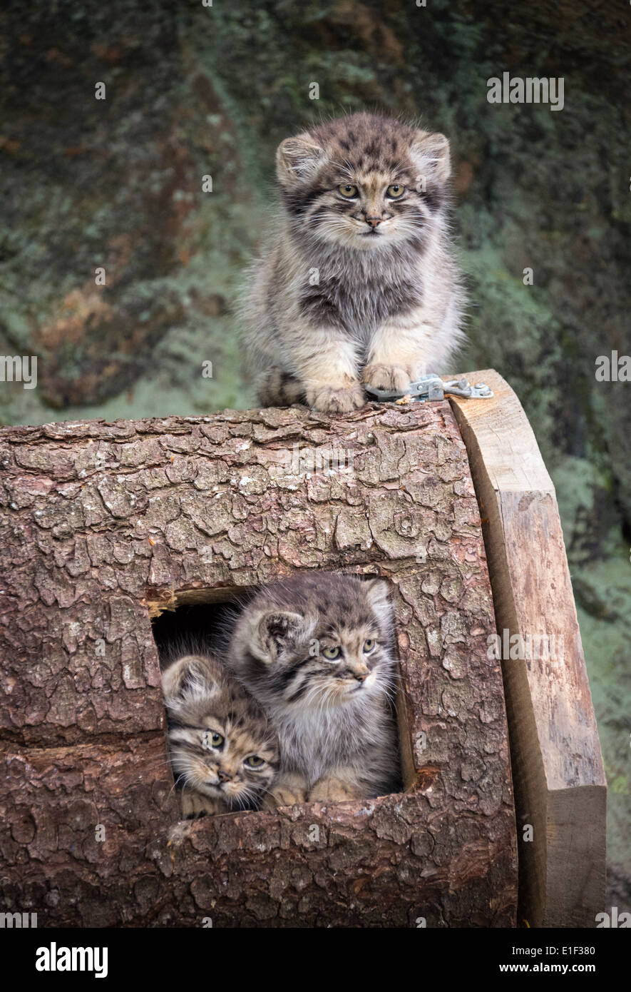 Drei süße Pallas Katze Kätzchen auf einem Baumstamm Stockfoto