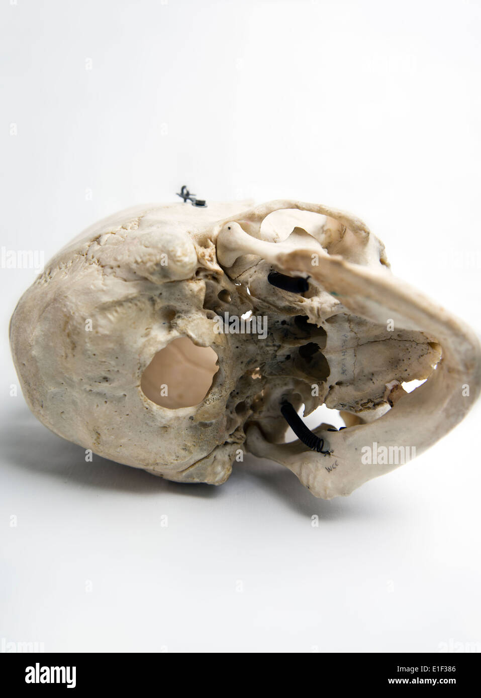 Echte menschliche Schädel mit Federn auf Backen verwendet für das Medizinstudium Stockfoto