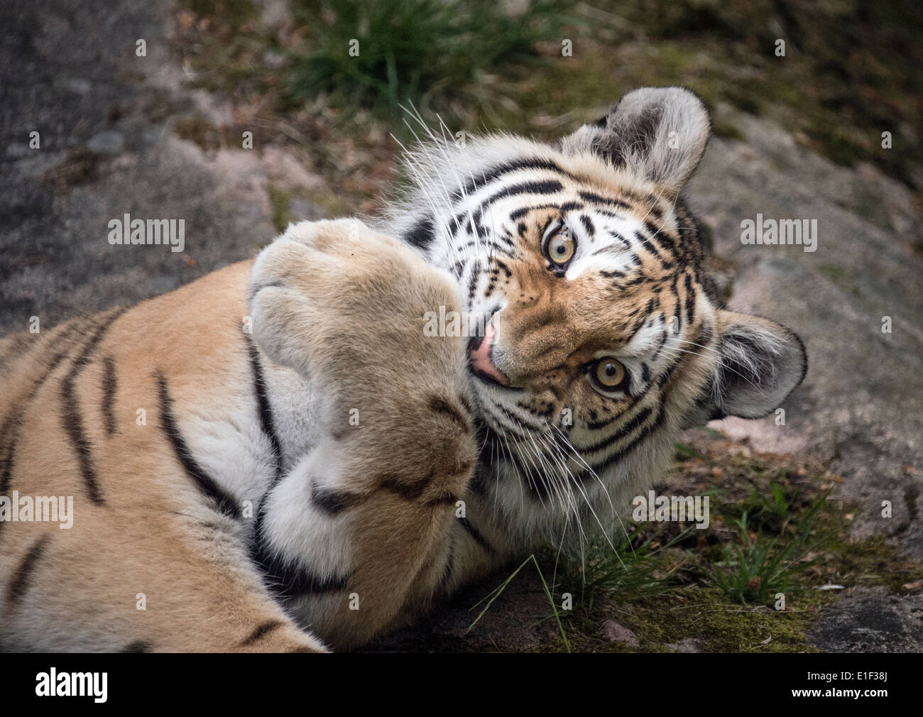 Junge Amur-Tiger Blick in die Kamera Stockfoto