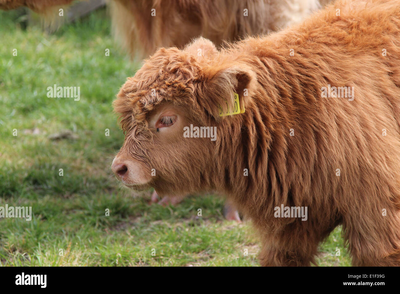 Mittelgroßer 'Highland Cow' Aufkleber 100 Mm – Permanent, Wetterfest Für Auto, Laptop & Mehr