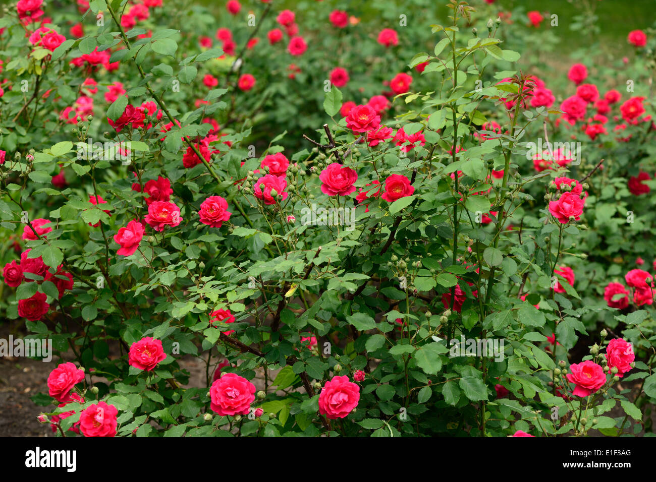 Rote Rosen im Garten Stockfoto