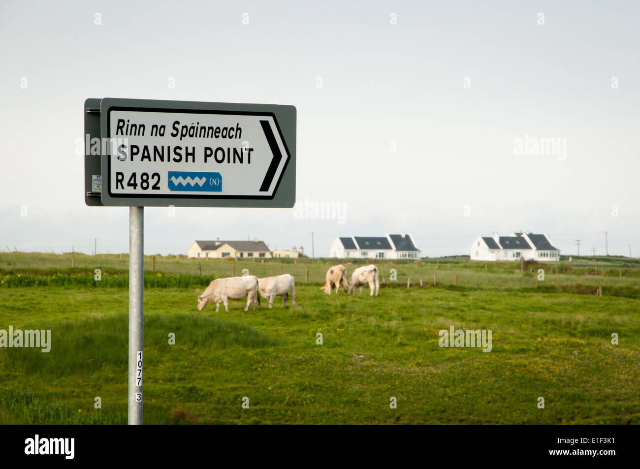 Ländliches Irland Motiv mit Kühen und Cottages und Verkehrszeichen für Spanish Point im County Clare Wilde Atlantik unterwegs an der Westküste von Irland Stockfoto