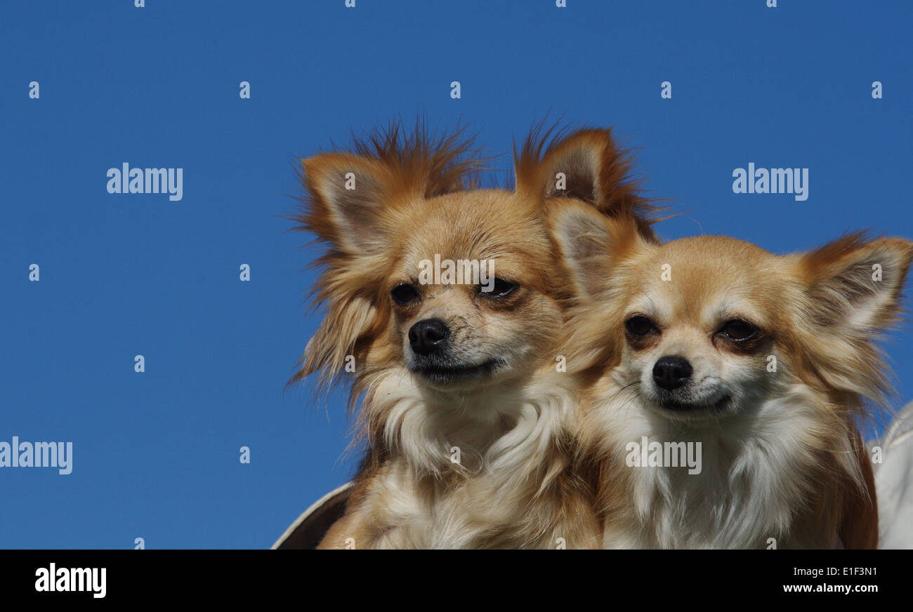 2 hunde -Fotos und -Bildmaterial in hoher Auflösung – Alamy
