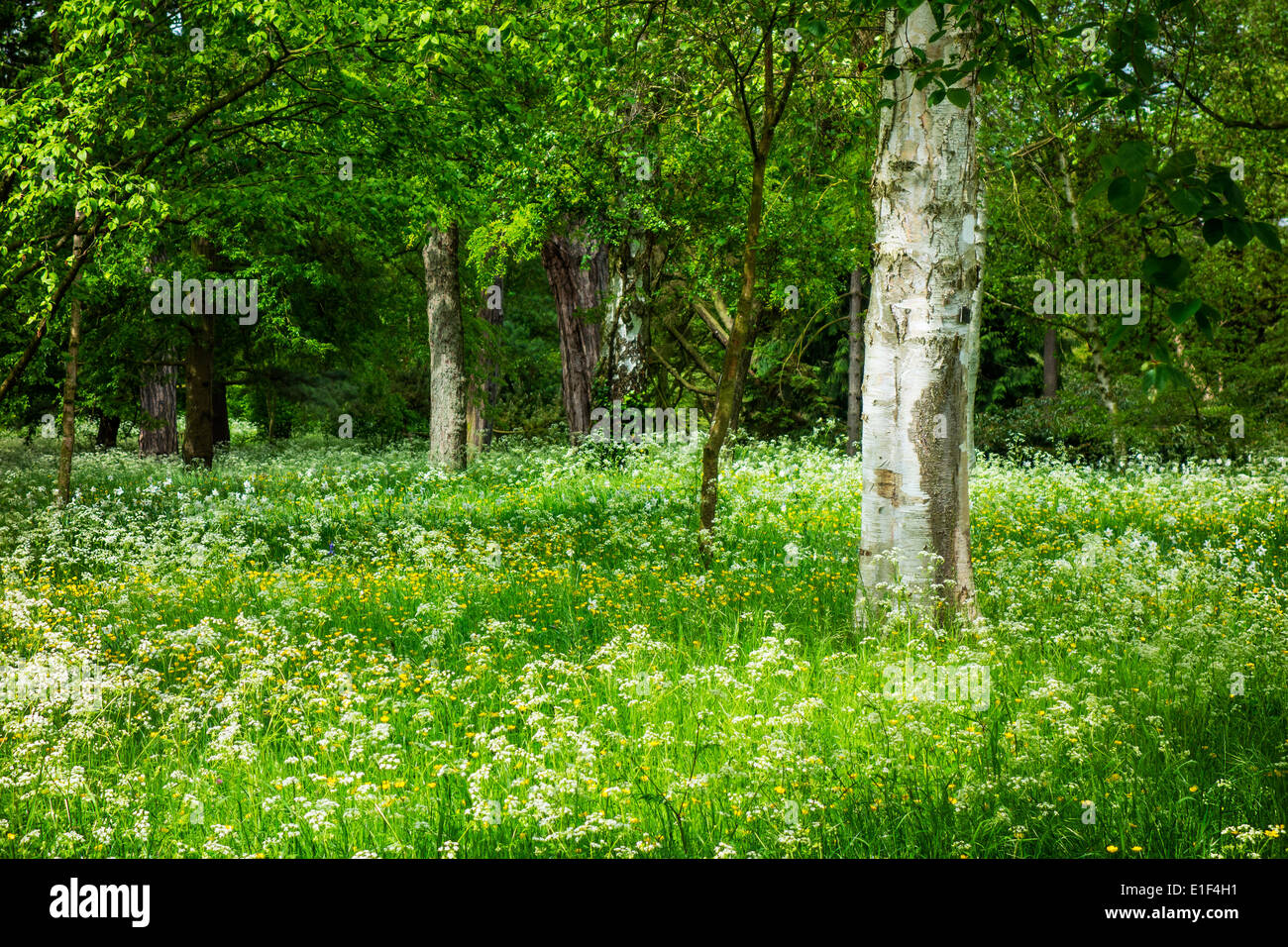 Woodland Blumen Frühling Silber Birke Betula Stockfoto