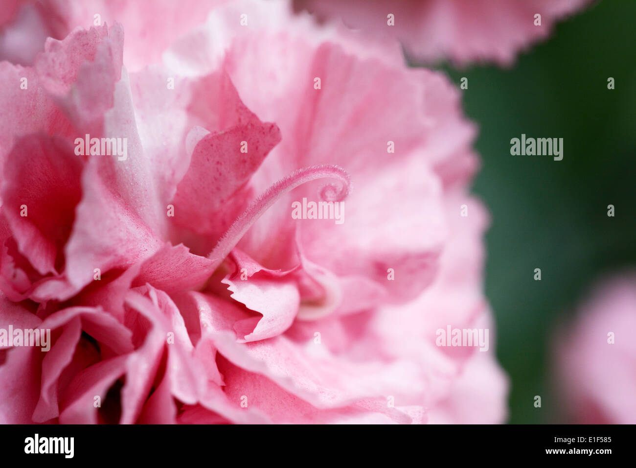 Makro-Auszug aus blass rosa Nelke Blütenblätter mit einer Curling abstehenden Staubfäden Stockfoto