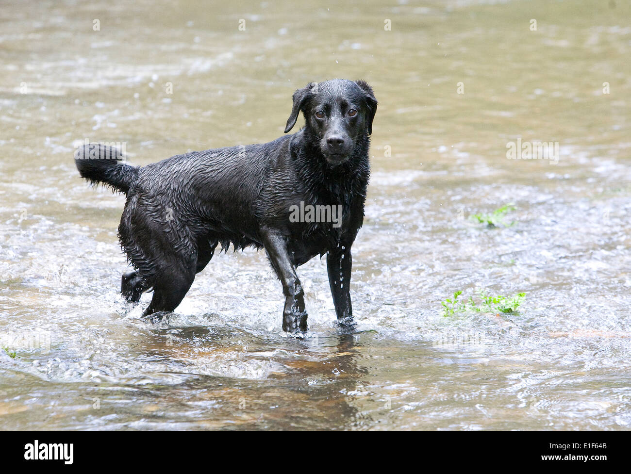 Schwarze Labrador Hund im Flusswasser Stockfoto