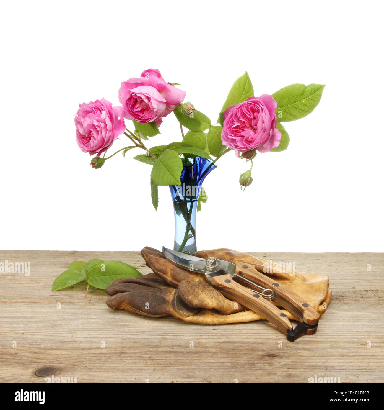 Anordnung der geschnittenen Rosen mit Gartenhandschuhe und Gartenschere Stockfoto