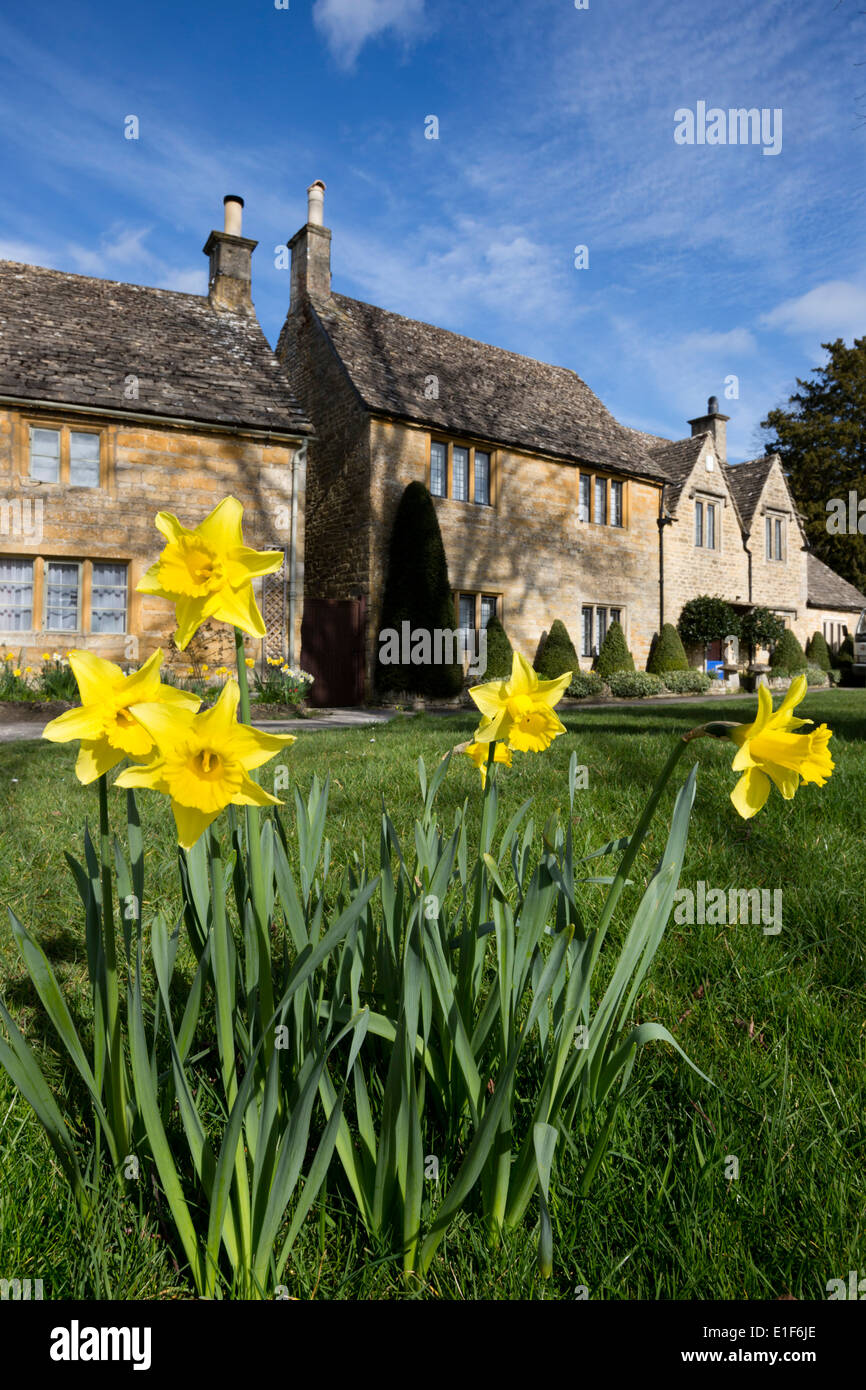 Cotswold Cottages mit Feder Narzissen Stockfoto