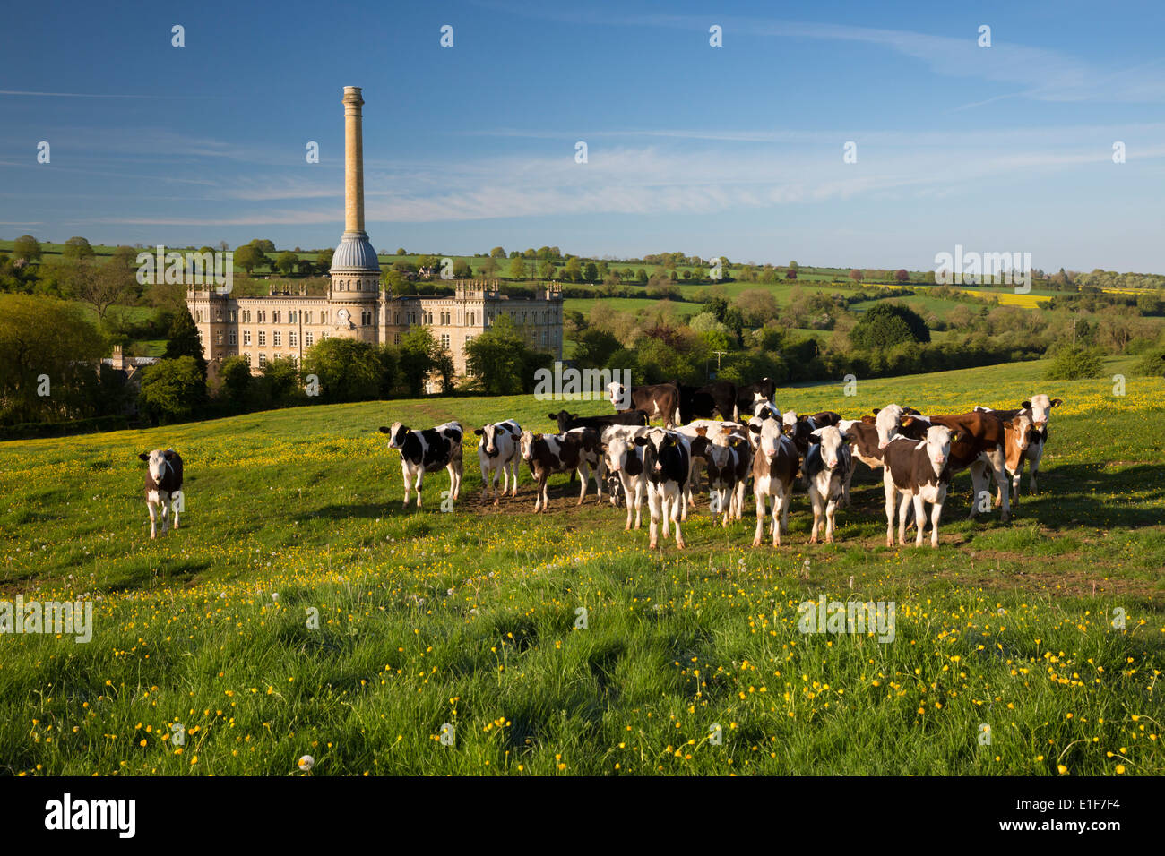 Bliss-Mühle mit Butterblumen und Kühe Stockfoto
