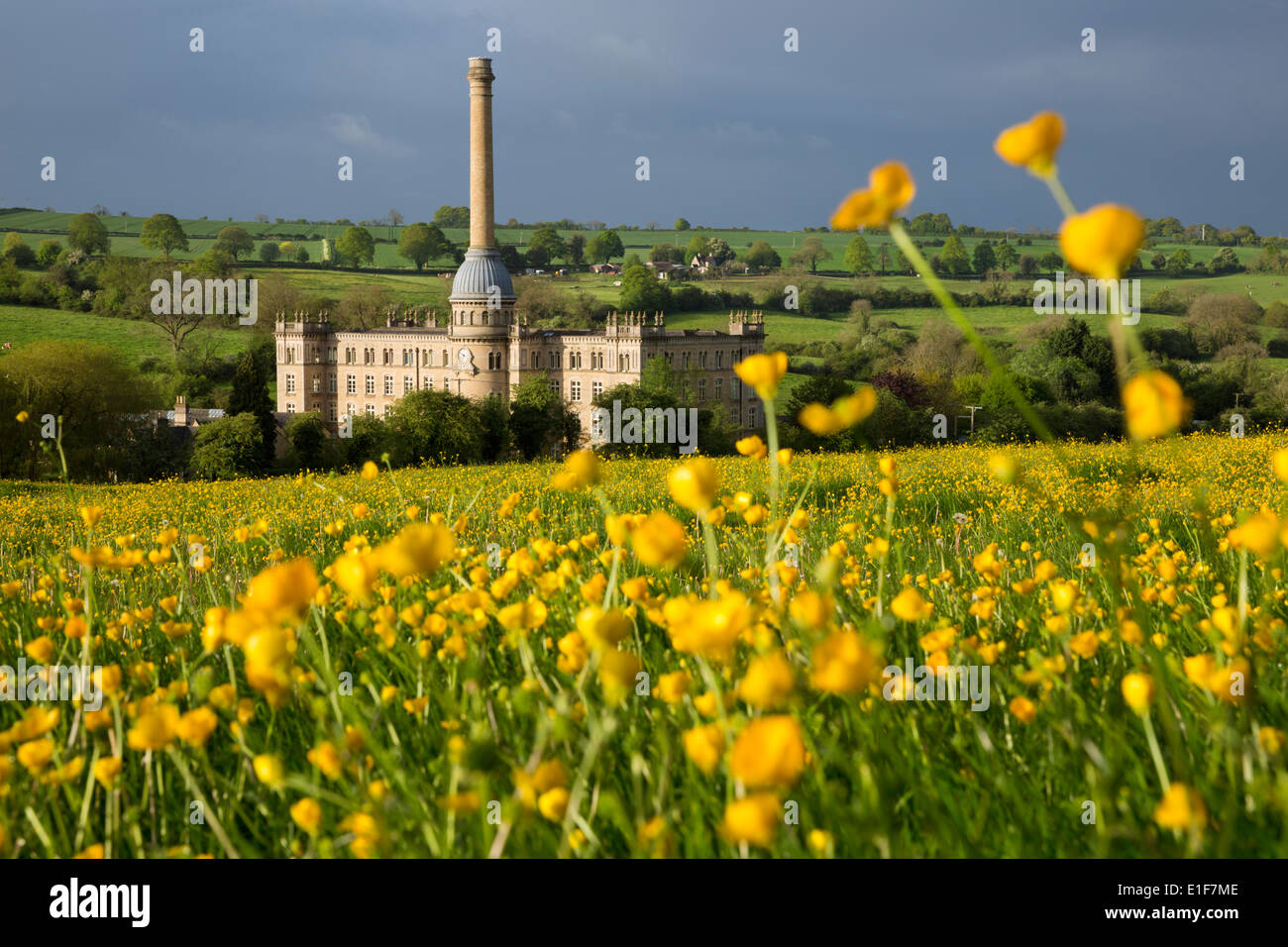 Bliss-Mühle mit Butterblumen Stockfoto