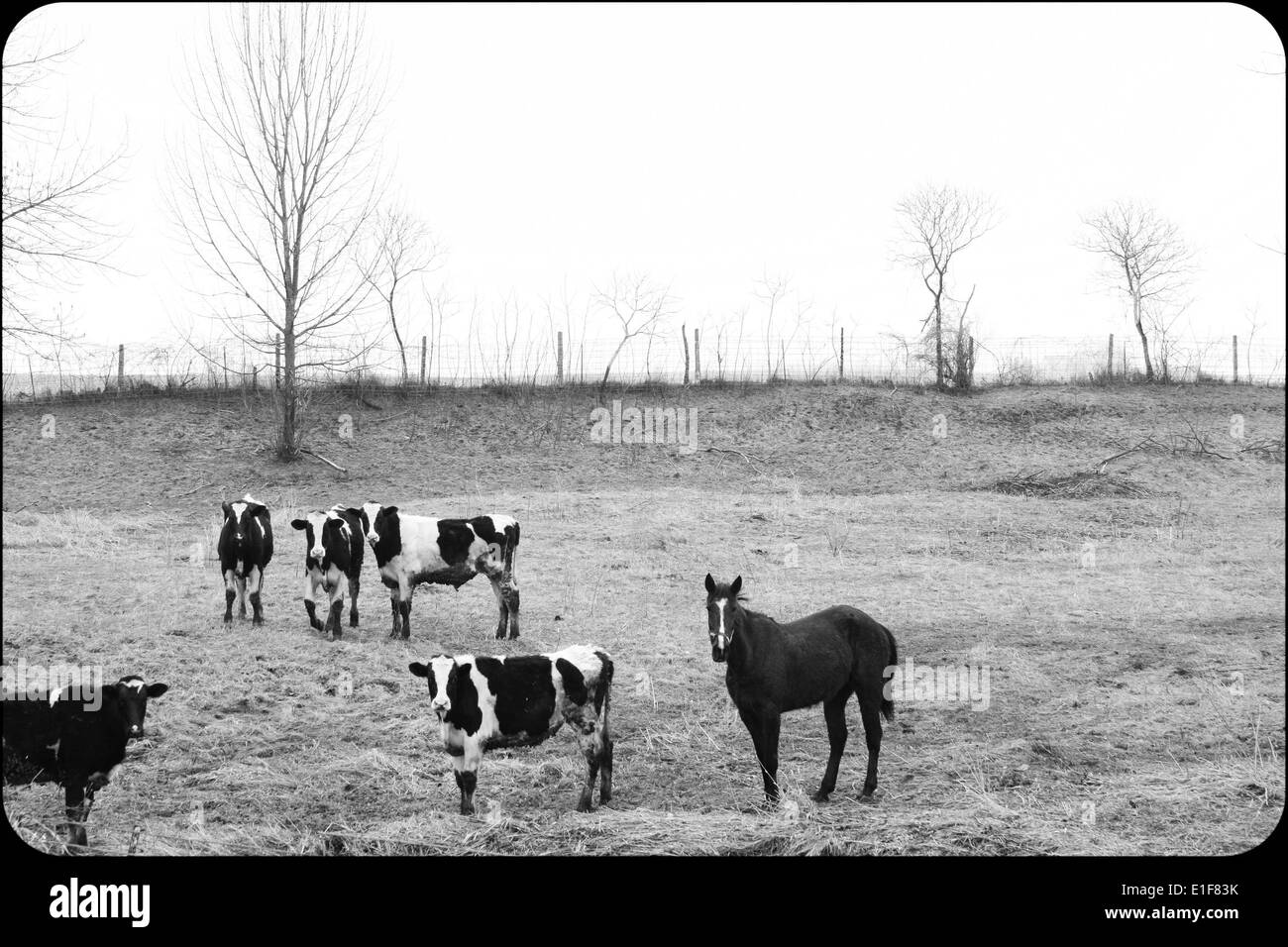 Unheimliche Bild von Pferd und Herde Kühe Stockfoto