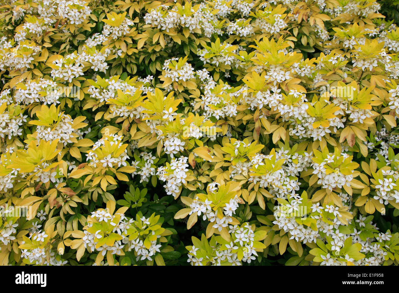 Großbritannien, Wales, Cardiff, Cathays Park, Blumen, Stockfoto