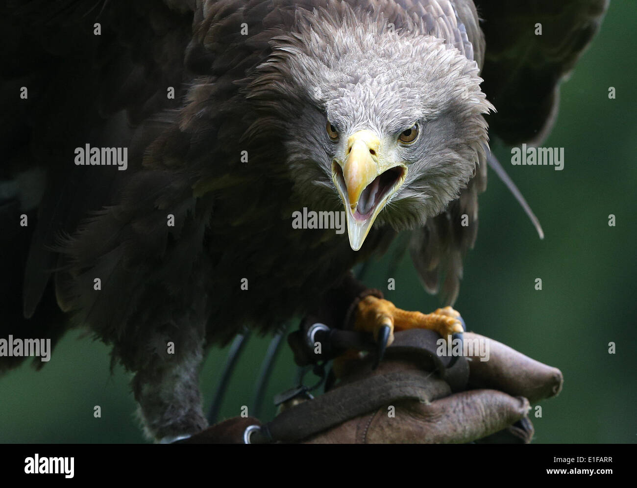 Grossenaspe, Deutschland. 28. Mai 2014. Männliche Seeadler (Haliaeetus Horste) sitzt 'Linus' auf der Seite der Falkner im Wildpark Eekholt in Grossenaspe, Deutschland, 28. Mai 2014. Die Seeadler-Bevölkerung hat in den vergangenen Jahren Magnificantly im Ehrenpreis-Hosltein erholt. Foto: Axel Heimken/Dpa/Alamy Live News Stockfoto