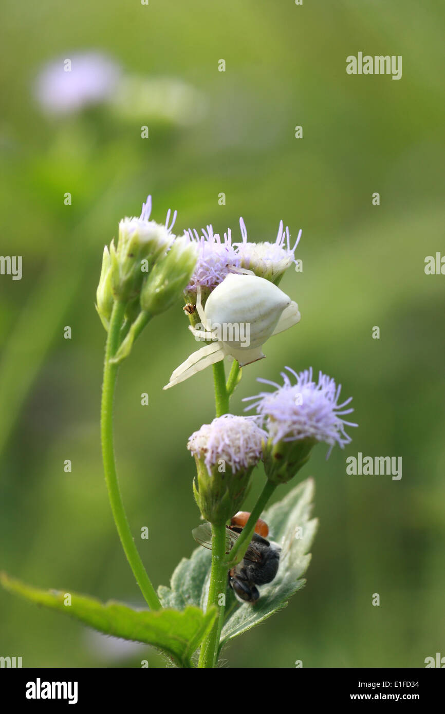 Nahaufnahme, Makro, Thailand, Asien, Fokus, beleuchtet, Tröpfchen, Nein, Leute, Kopie, Raum, Makro, Fotografie, Regentropfen, Schönheit, in, Stockfoto